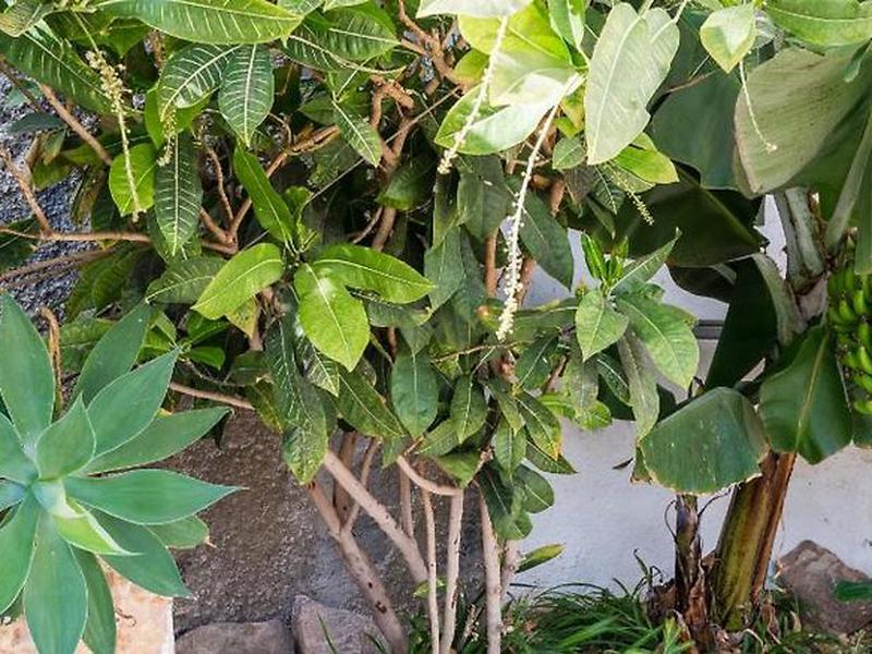 DA6299176AF162305673E26109E16693