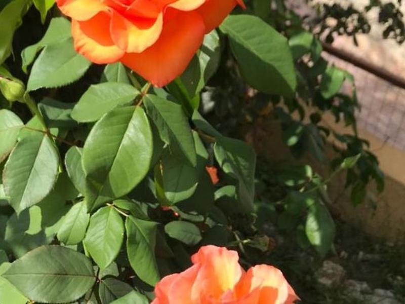 B28BEA5AA1A0B8FFD90B7842740F0436