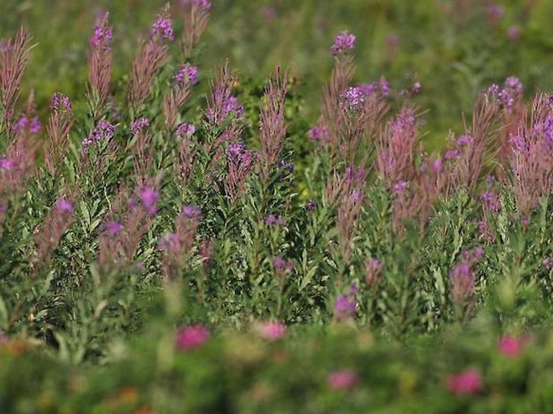 728A4D910E94D02E291818D57C03C538