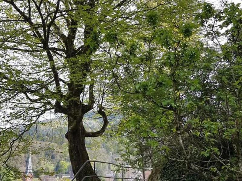 8B79DCED1696ED8E267B8386AAC8DDD4