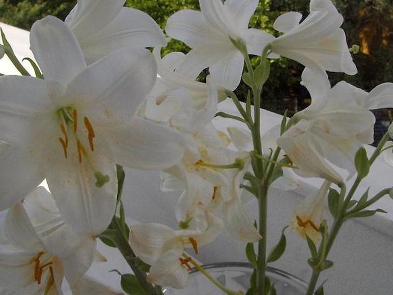 14550ECF036D00BEAB9DCEF2A5F35854