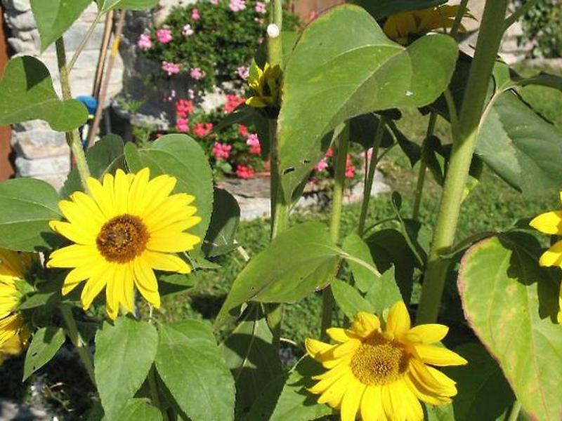 2A03BAFD281E22E685BA7BF051DF9815