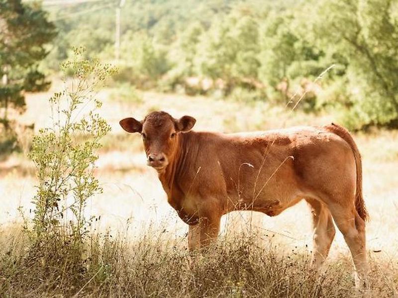 AF5DFFDB9675CD834D7F9503215A4B41