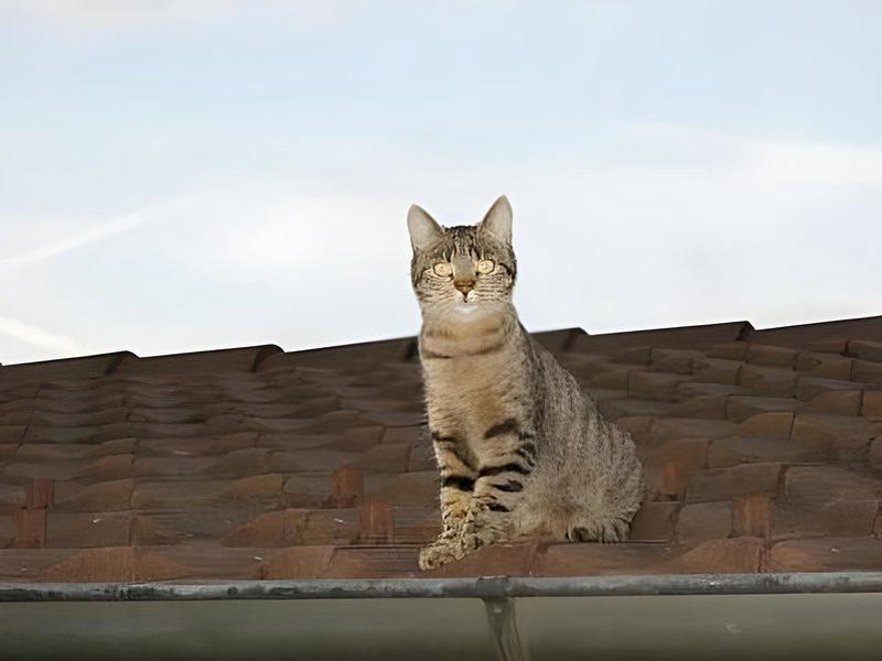 6EE94A95DDB1FC7850F6511B10487042