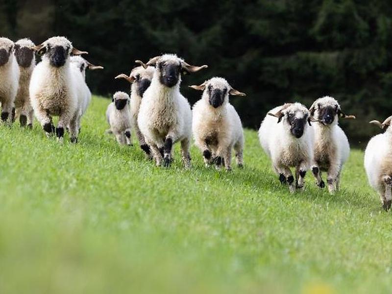 EAF48150C13DB86221831BBAAFBB960D