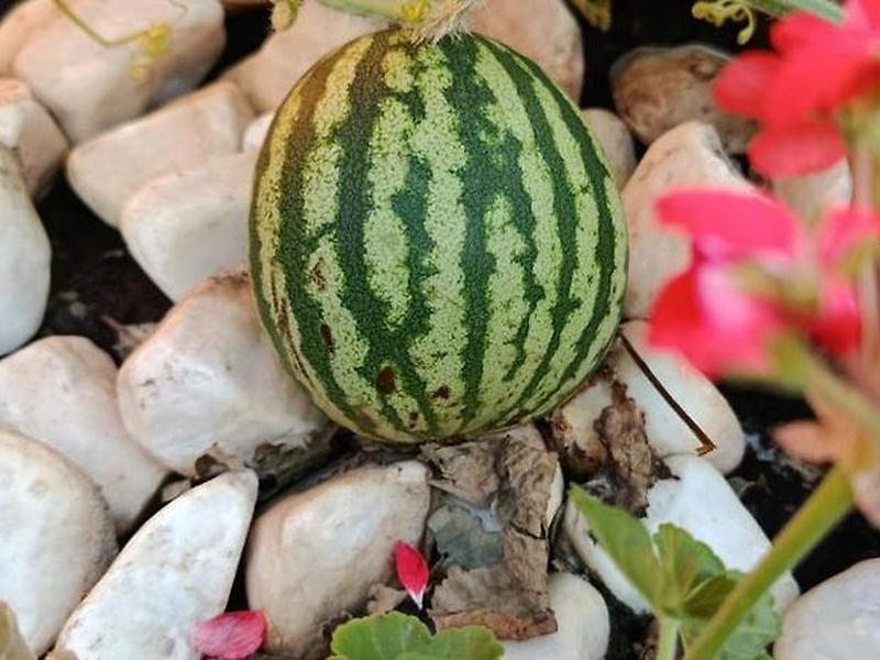 CF468D60DE219CFE8BFAD480A636AE26