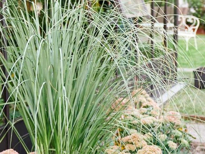 10095CF086BAF5AC50345A82A78DF735