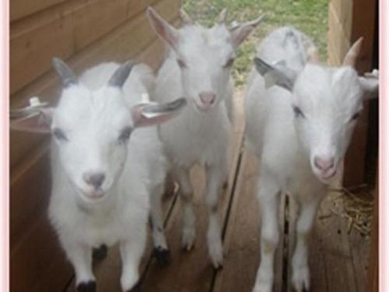 3903725C253D694CAC4C58E80010E1E7