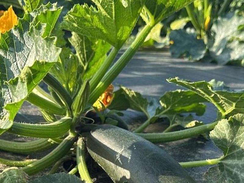 398EB4A99FBAA6C8A97CEE949A41DFE1