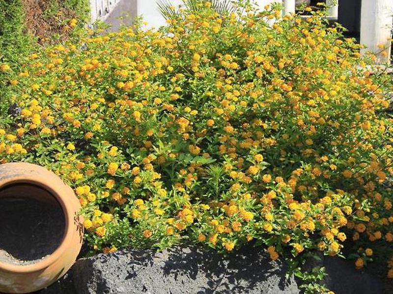 A1484ED67C48BD8C4AAD4D4529C9B43F