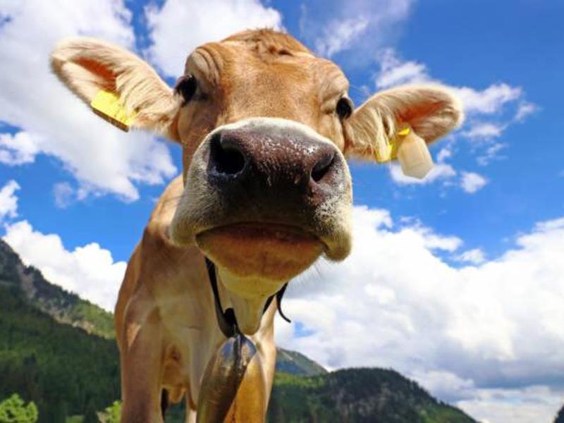 55DB189FBD654A7D55A02E0F0BE09513