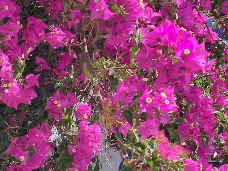 0A683517EE9C2348C065BECF1FE2EA15