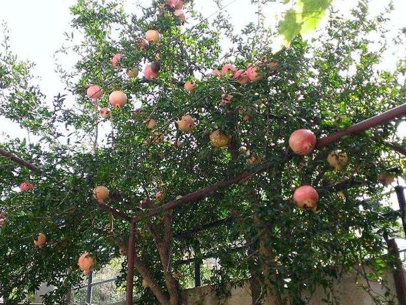 9990F47AE0C8EAC71119C6DCF5D4DC4F