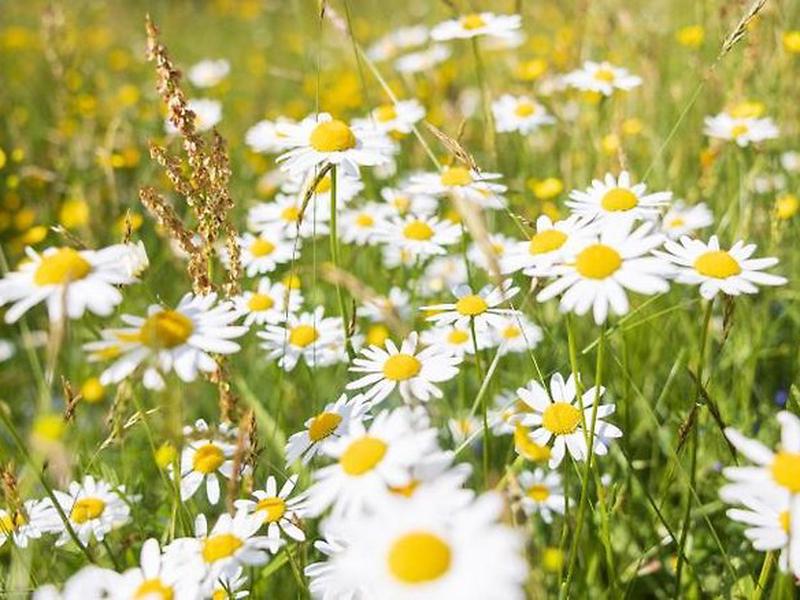 12CD698ED6398F0C43640071F79C878B