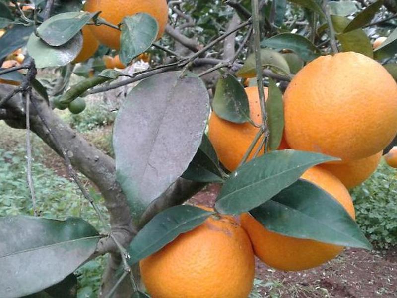 A281B6445DC840E7826FD9FB123715F0