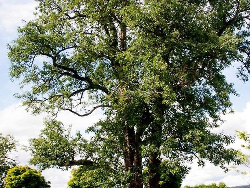 1B9CB835320C4D395B13C6F459159243