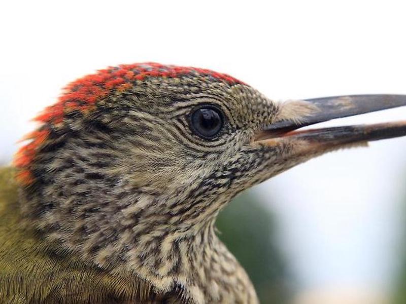 E0DBC2B1A82FABC432FDBF594F612E4D