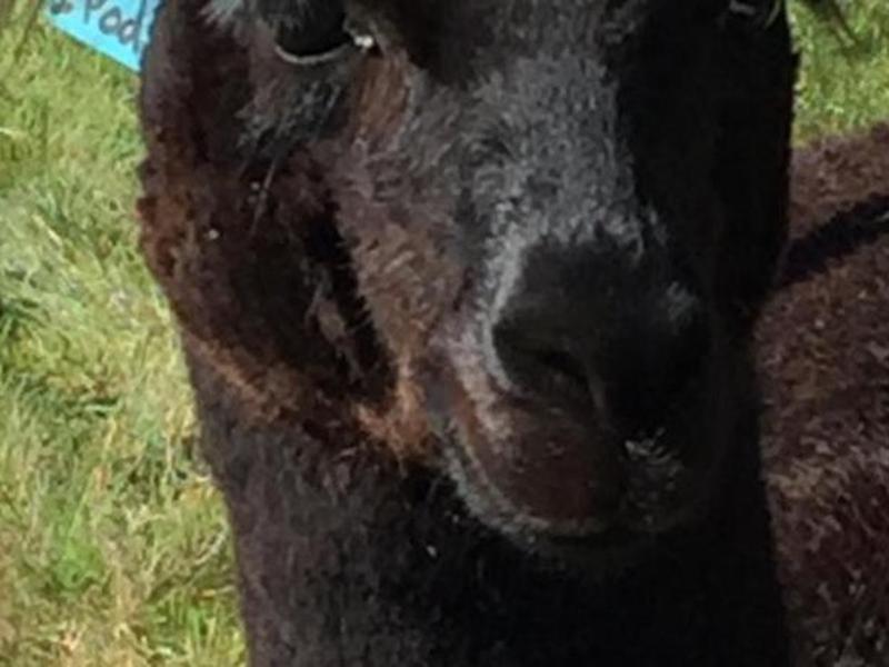 86DFAEF31E306A301B6DF020C6AD5EC8