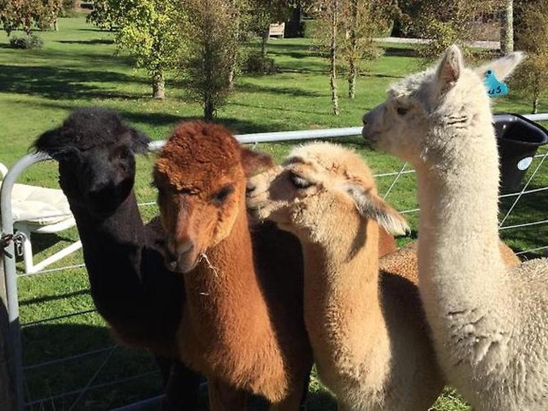 FE668E98313286184473446E79A988EE