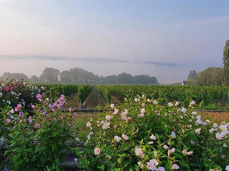 65C126BC27A35DF31E3A177F4E70E69E