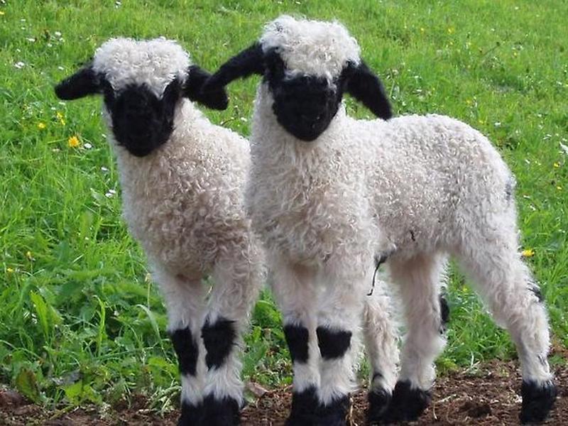 607E54DCDA62BF2EBD28DC7BA3D090A4