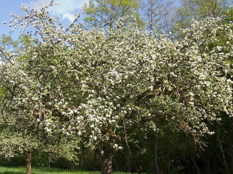 363F8C3888B3921DD582B0ACBCA8A49A