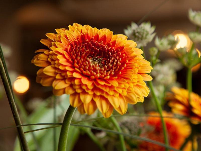 D132A3B03B0D4FD3D9F4560F512BC2FE