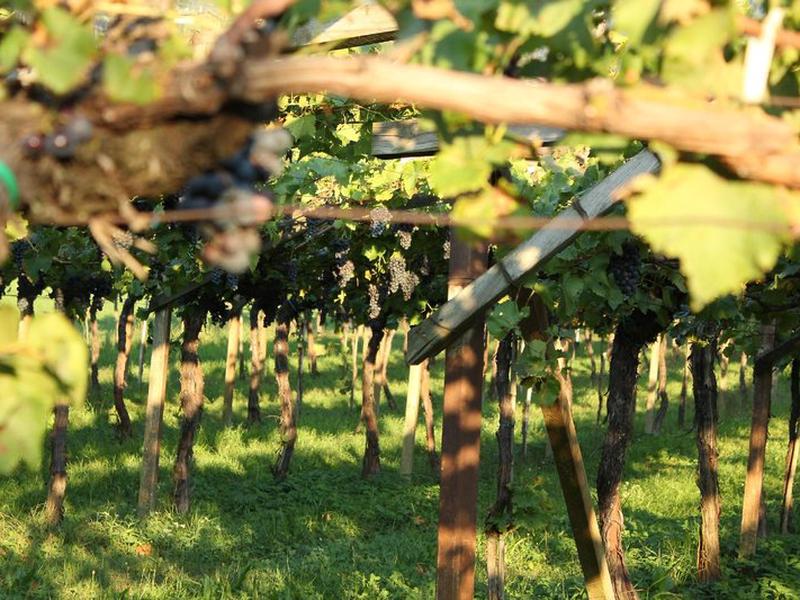 816BFC43F03EAEDAE7D394FA18194491