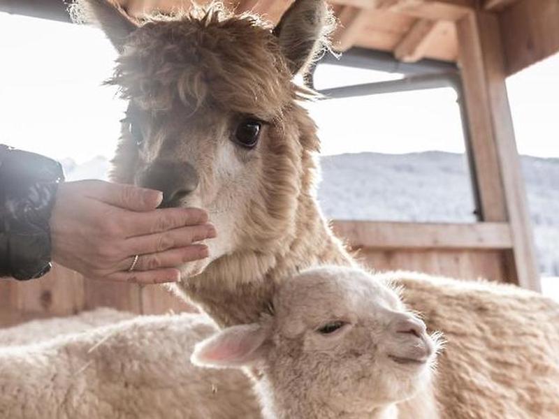 8B062B7B0860118122F02C18B9DDEC3A