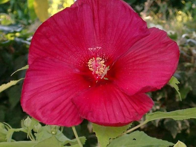 4AA0CC0A7E119D9DB8757B91E3B7BF7E