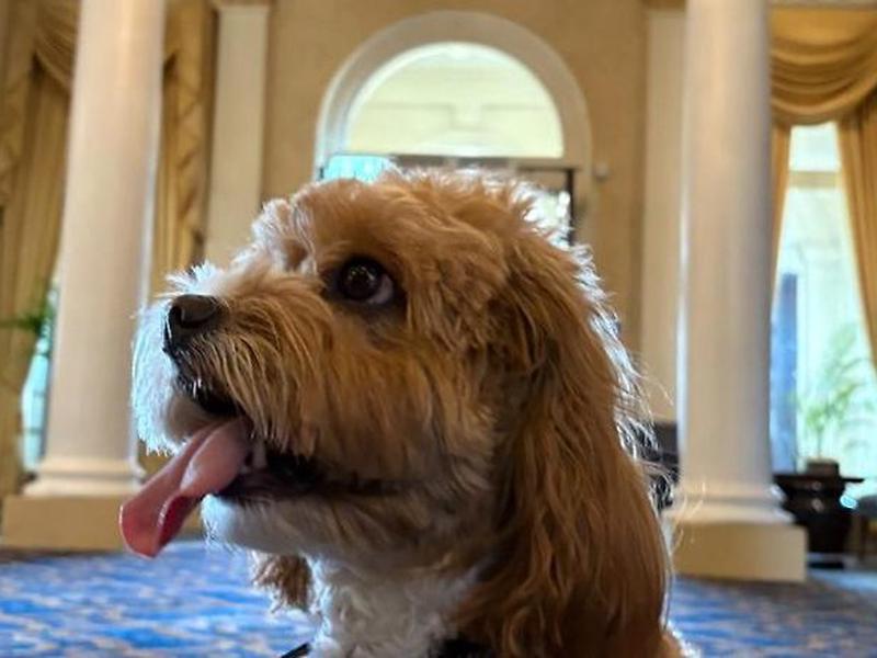 FA877BB19A68F9CD621E82B056250DE1