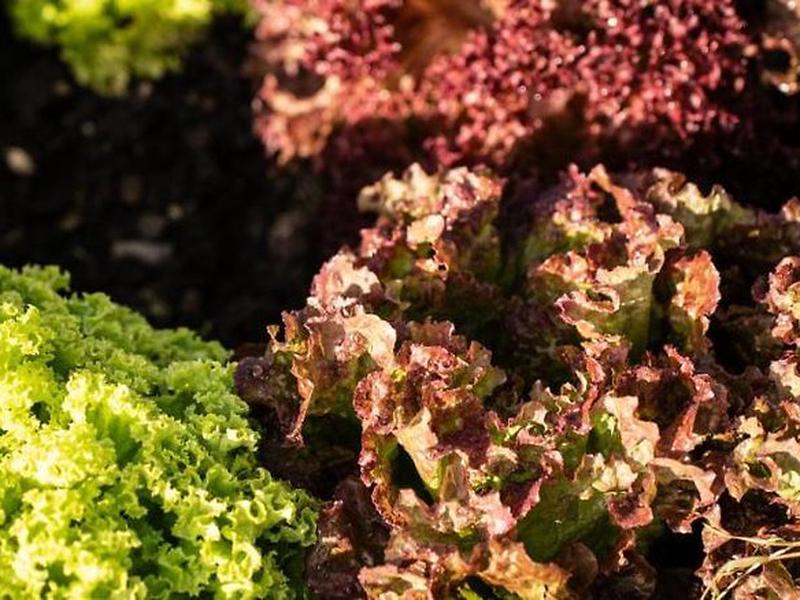 D15413C076E7E8EB8B0BF511862D0D4F