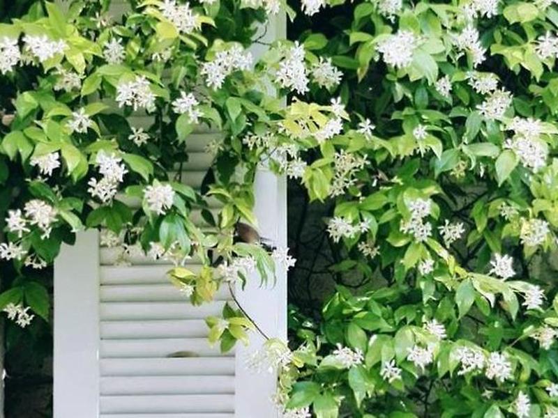 D53E679B5748033454B917B9053E88C2