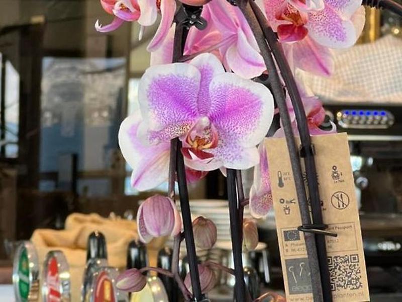 A67B3EEAA92C2F9155B3AAC2C34D81FC