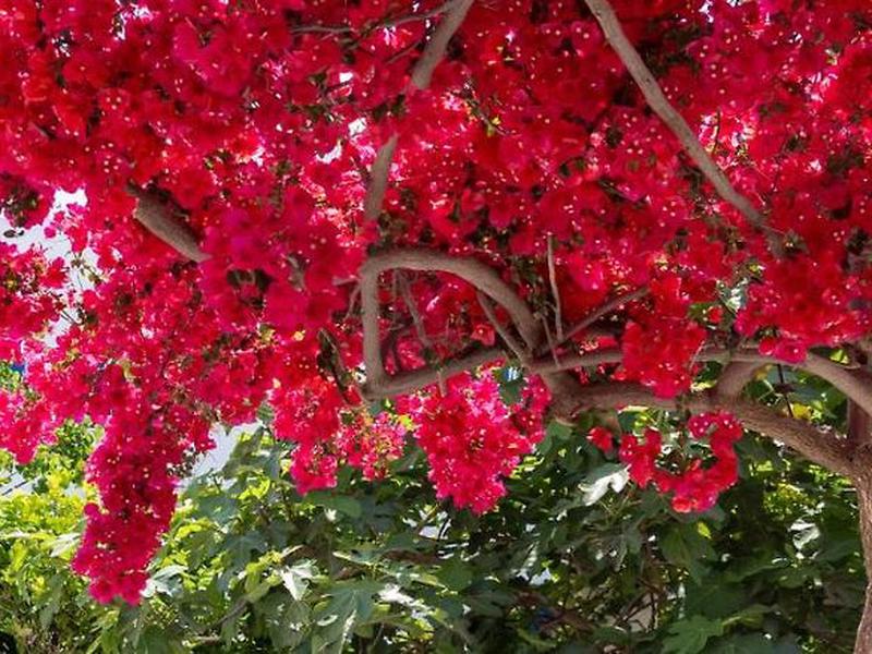 09CCFA73C899B3E4DF0BB2E3C63FD406