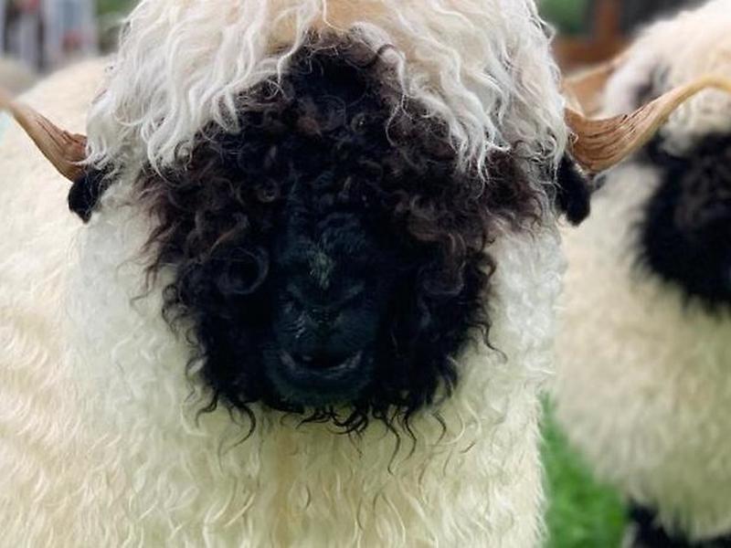 4B0640828D20C6D6E686769C40CED1B9