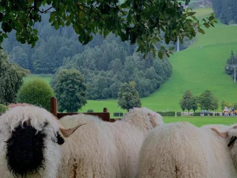 BA37556ADD63644CE92780E6C33739F9