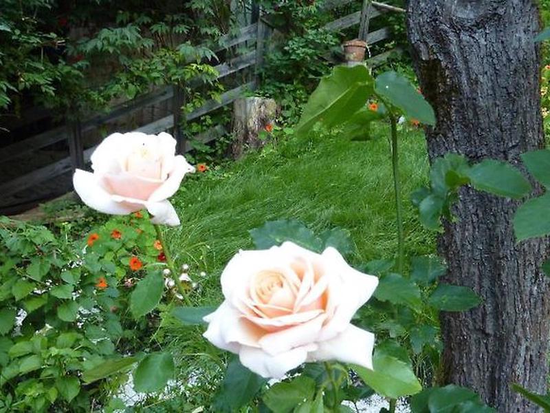 8E94FCFA55904FEAA9CEAF865AA0C231