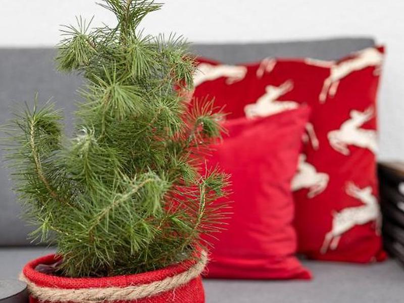 C0076C9E02D150D27034E2E7381FE1DB