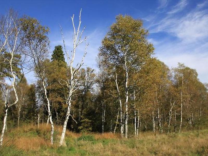 71BE1A1E3B5B95C01B444522E7B49C5D