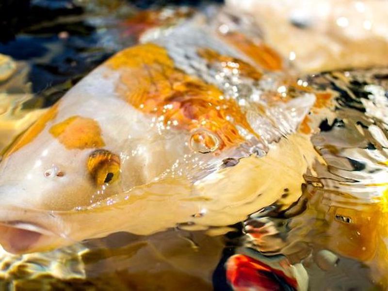 B8A11191A708C49E0B69A815CD11A877