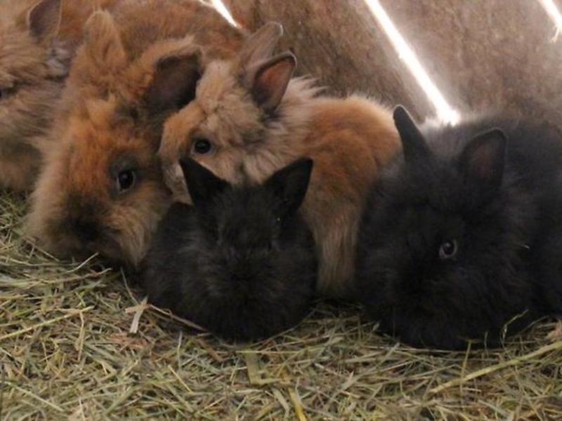 590D47B753C6AFD9DCB4749A81544966