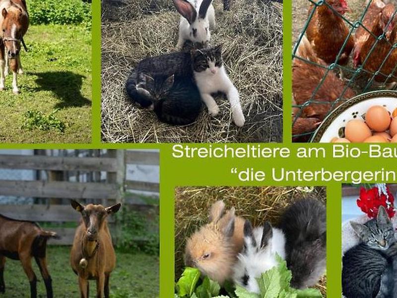 die UnterbergerIn