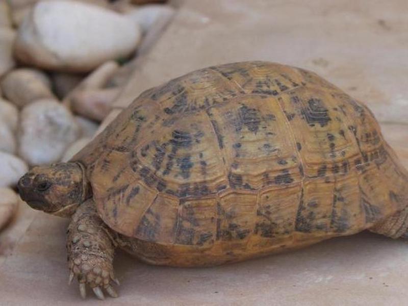 390B62F3C966FE1BBAA94D2840867809