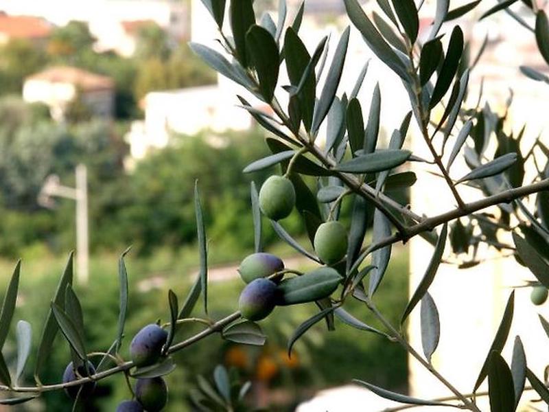 0204607D886ECF4EA7C0BE1B3EB50977