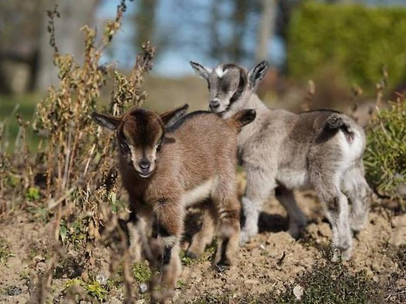 A0DC46B0BA0ADA505544CBCDC5AFFF58