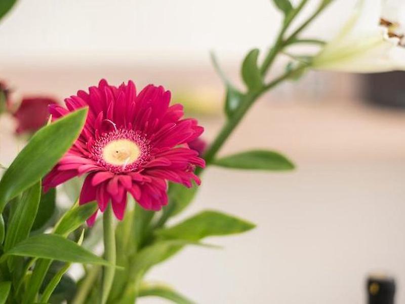 D2DF404C0F706593550C37256A234AA4