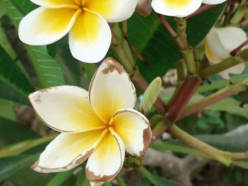 E7E7D7C8CD8C7C9C488A70997C6D977D