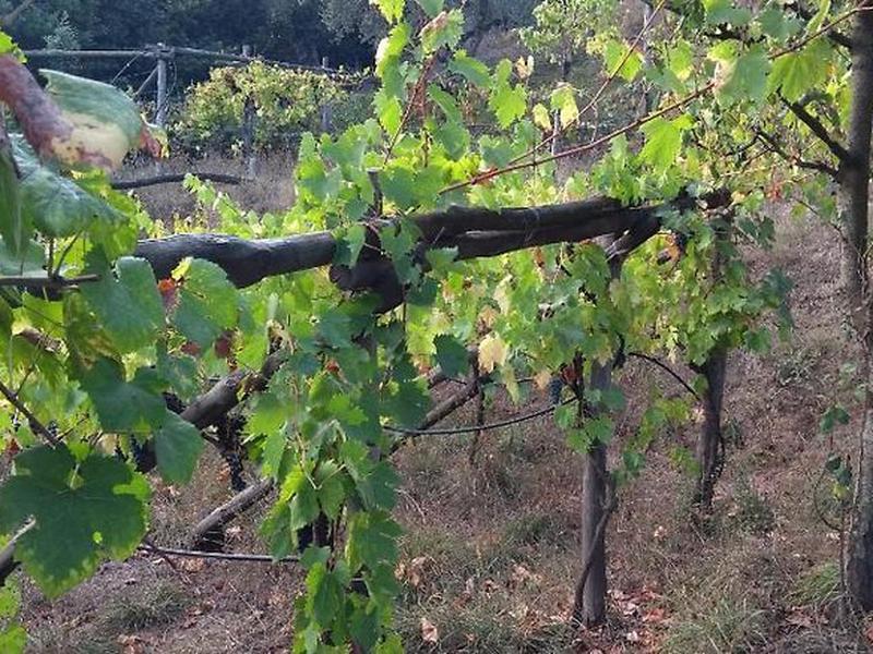 CCB9686C1B8E15DD23D02848BFC903A0