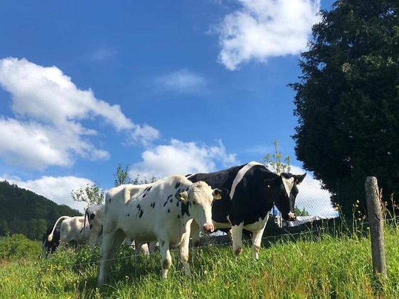 A0A4F97A3CA31A57B5AC729F0AB9E68F